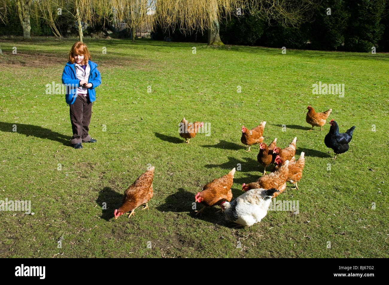 Little girl with red hair feeding a group of chickens Stock Photo