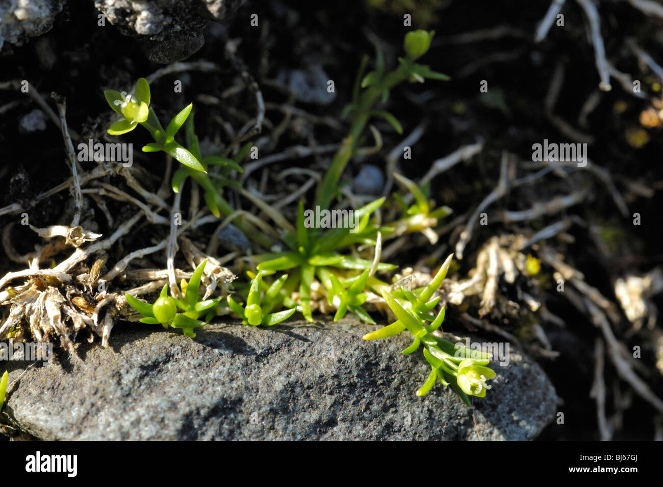 Procumbent Pearlwort, sagina procumbens Stock Photo