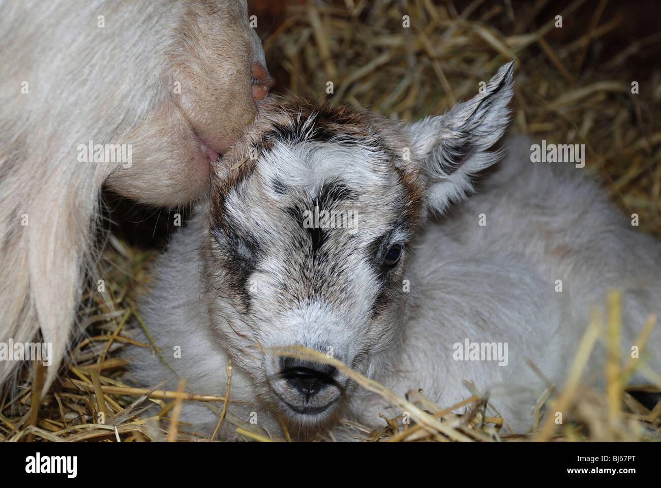 Goat licking her baby Stock Photo Alamy