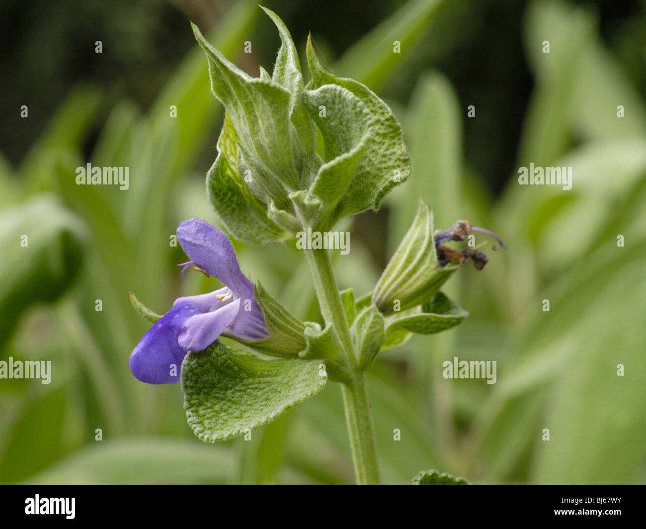 Sage, salvia officinalis Stock Photo