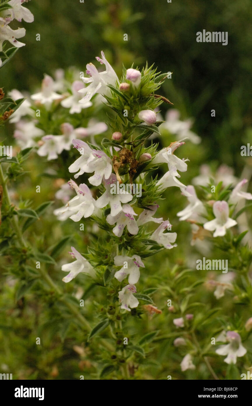 Winter Savory, satureja montana Stock Photo
