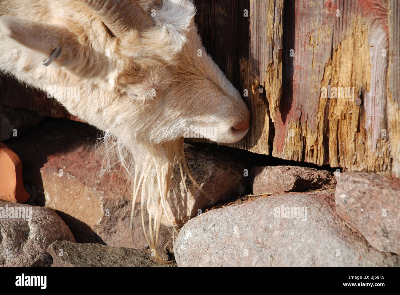 Goat eating barn Stock Photo