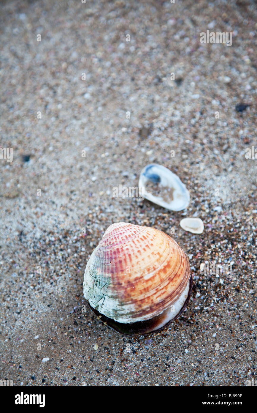 sand and shell background Stock Photo - Alamy