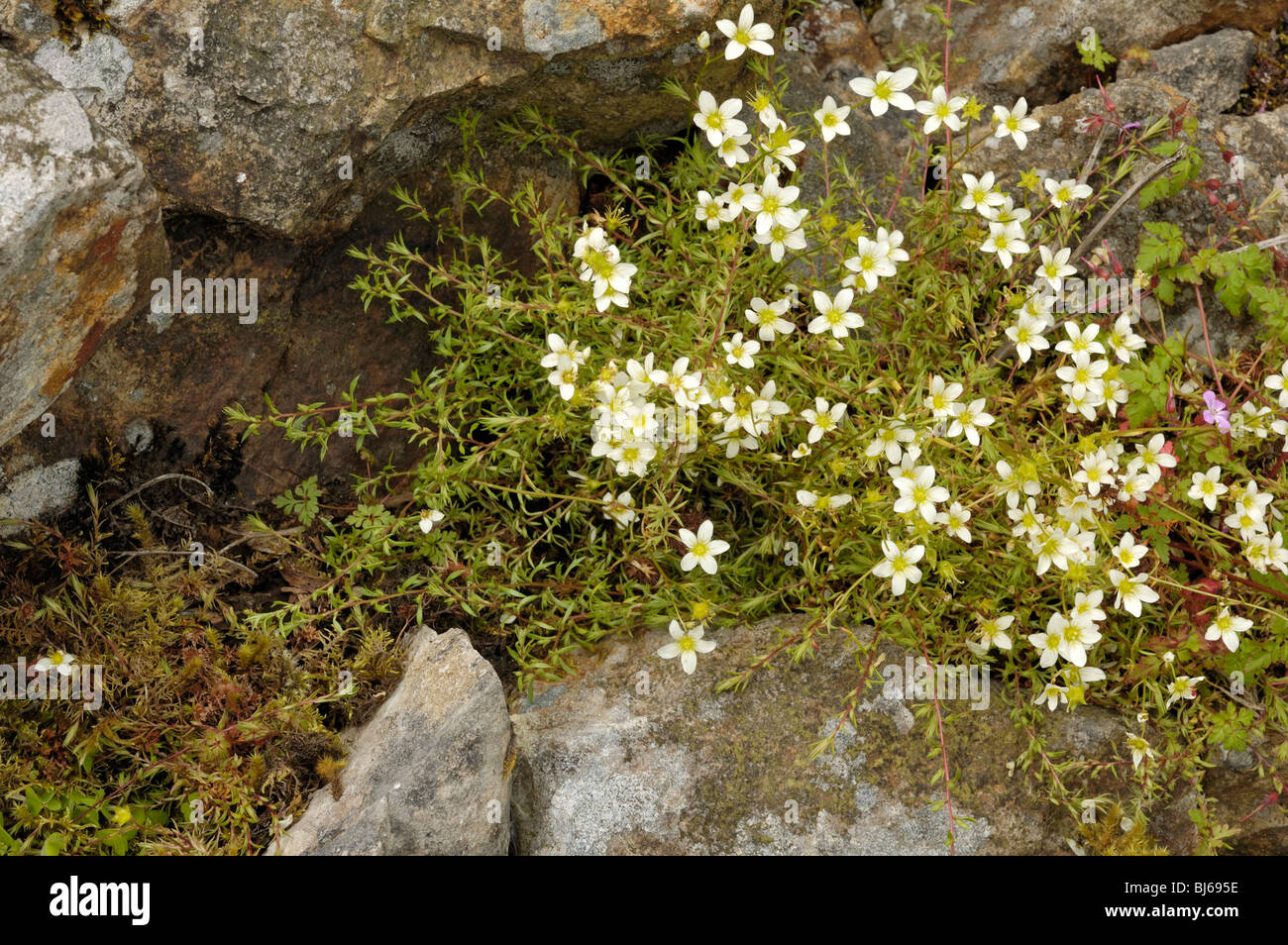 Mossy Saxifrage, saxifraga hypnoides Stock Photo