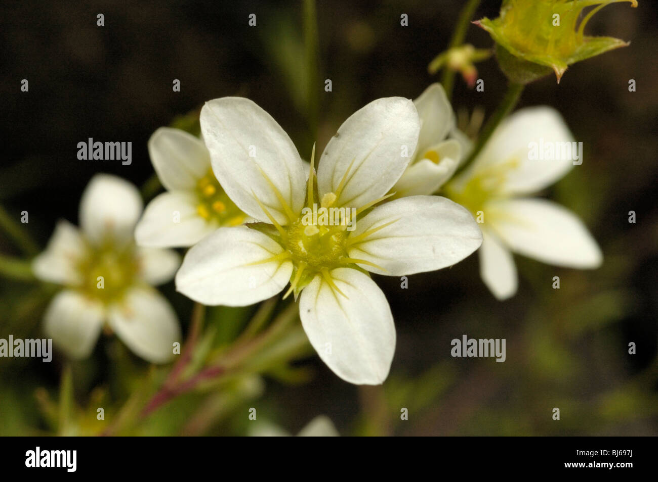 Mossy Saxifrage, saxifraga hypnoides Stock Photo