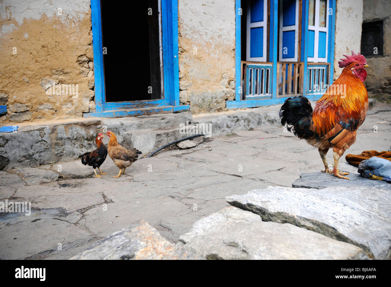 Rooster and Chickens in Benkar, Nepal Stock Photo Alamy
