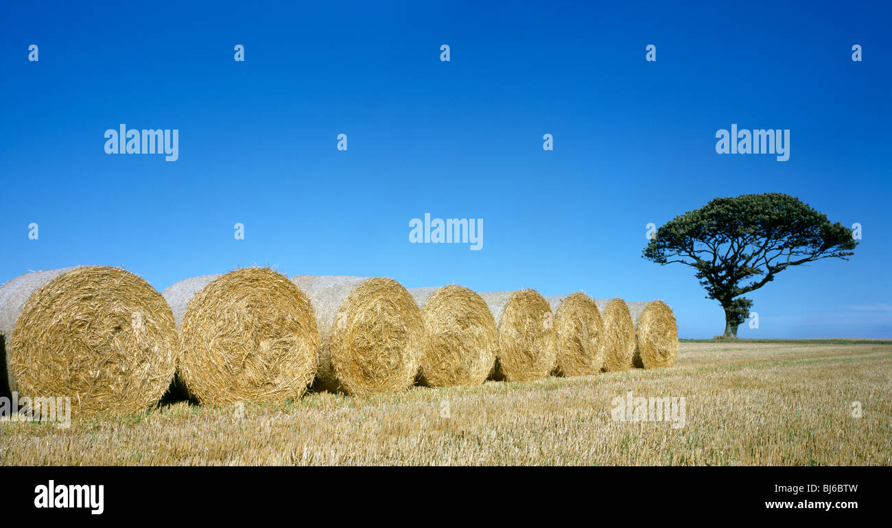 row of straw hay bales in field, norfolk, england Stock Photo