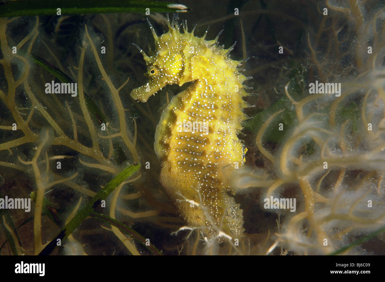 Spiny seahorse, Hippocampus Guttulatus,Studland bay,dorset.june 2008. Stock Photo