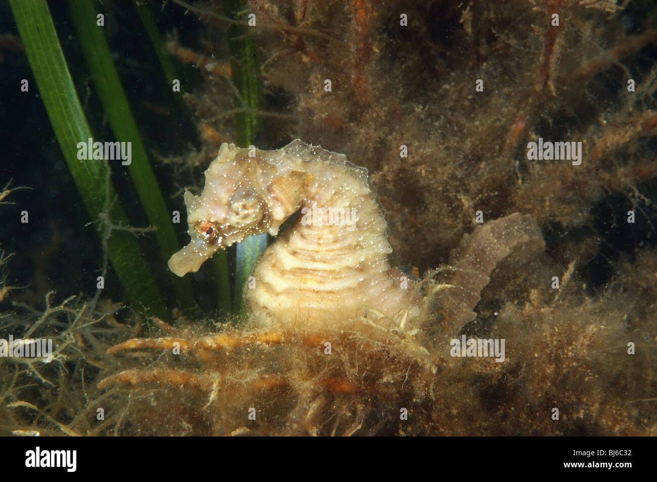 Short snout seahorse. Hippocampus hippocampus. In eelgrass, Zostera marina. Studland bay, Dorset. June 2008. Stock Photo