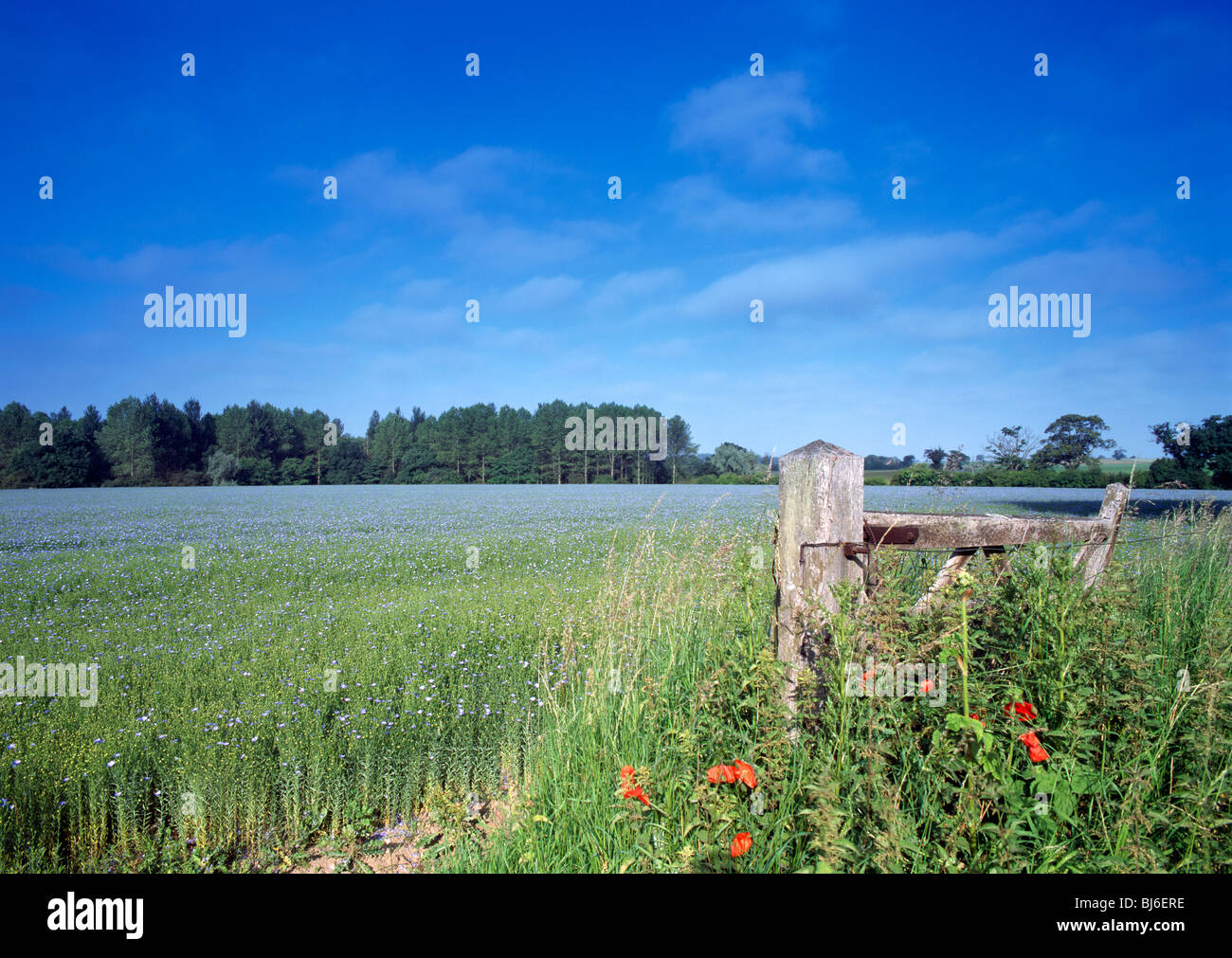 linseed oil crop, norfolk, england Stock Photo Alamy