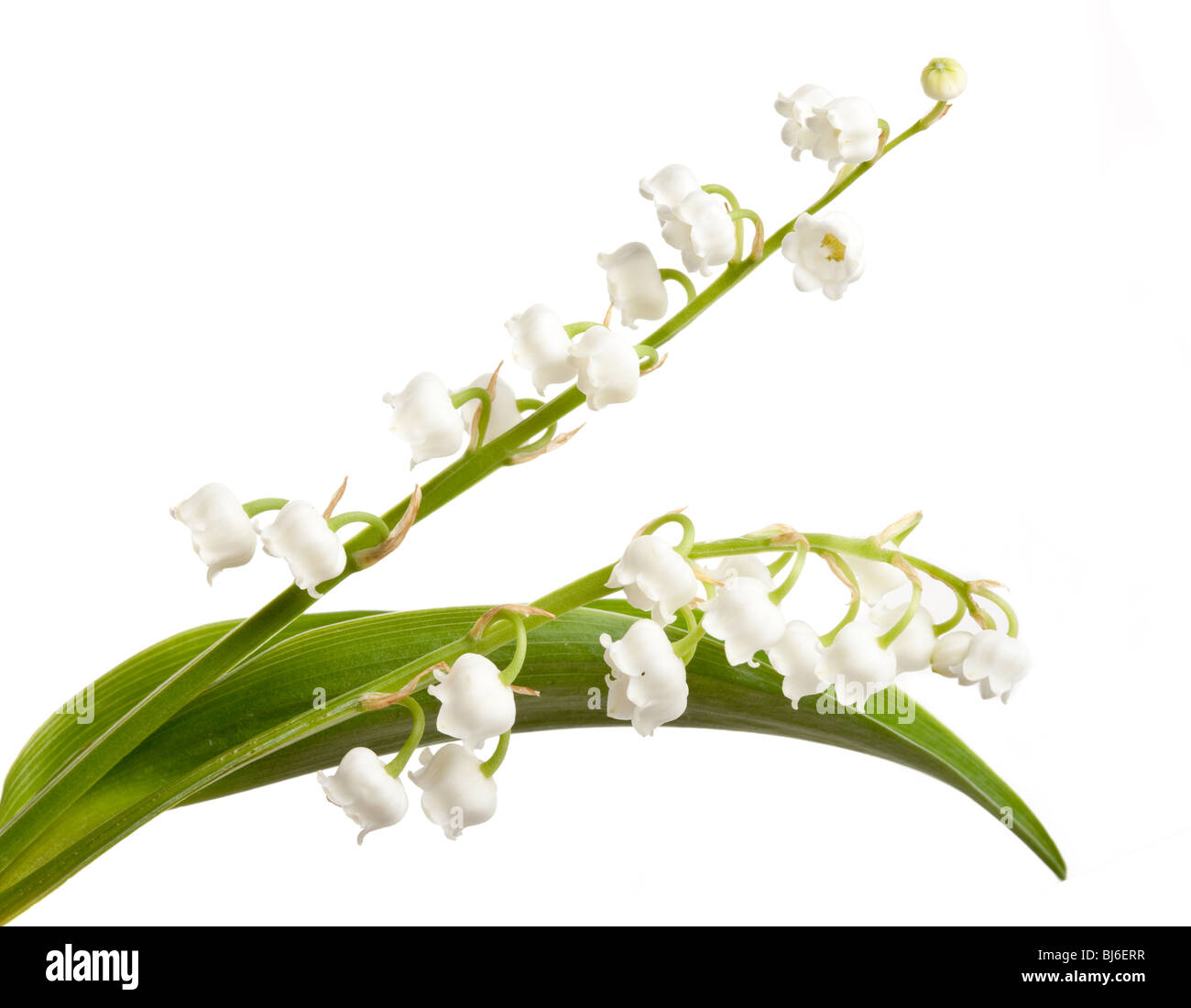 Twigs of Lillyofthevalley isolated against white Stock Photo Alamy