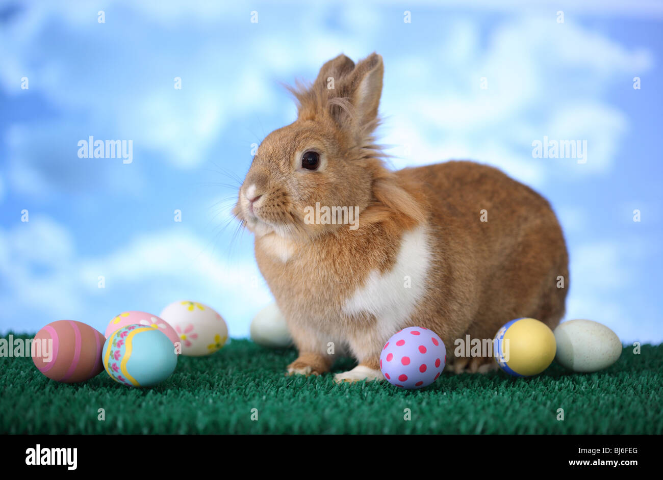 Easter bunny and eggs Stock Photo