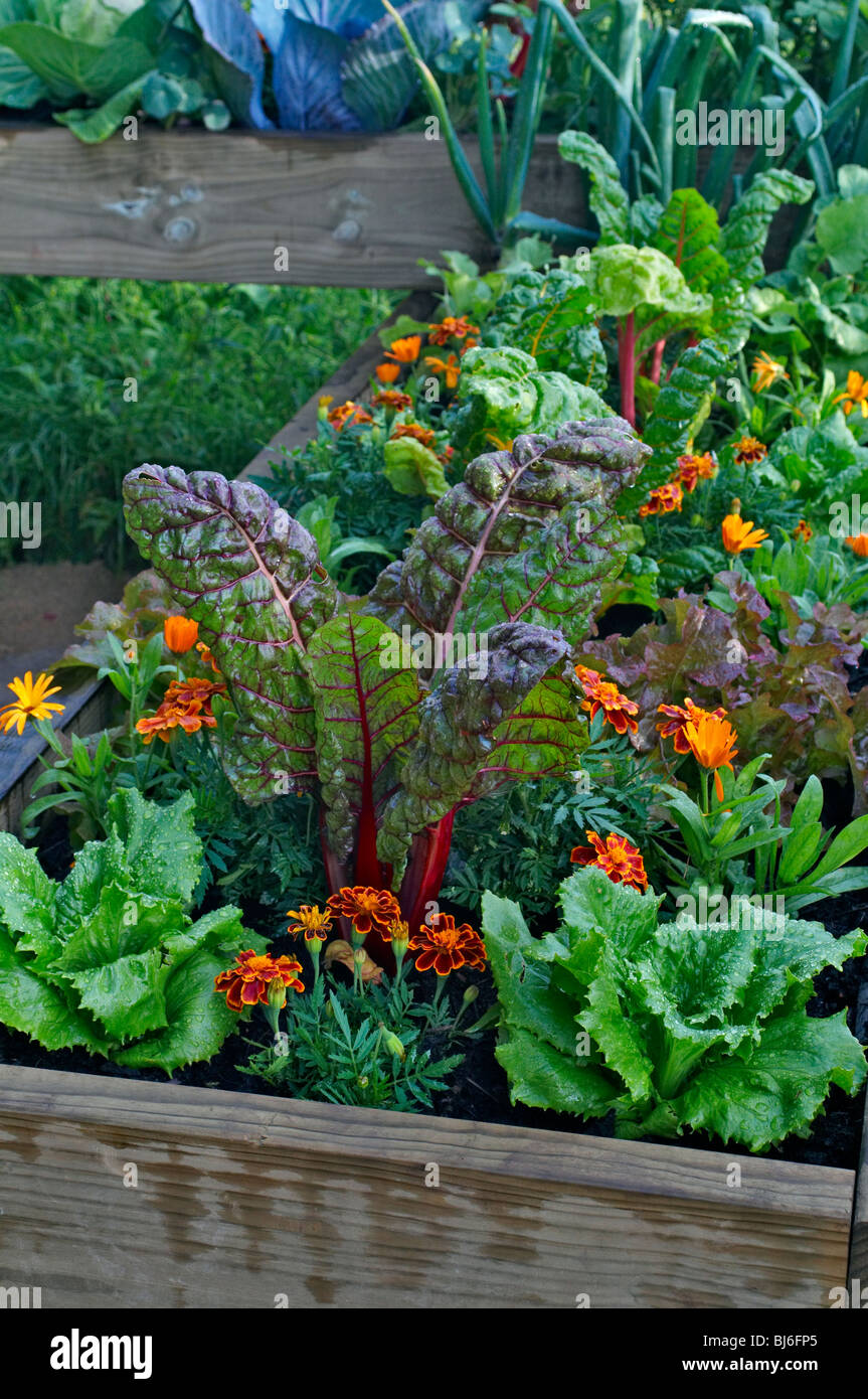 Container garden vegetables hi-res stock photography and images - Alamy