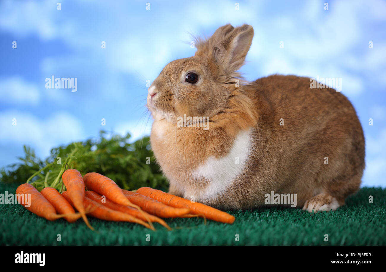 Bunny and carrots Stock Photo