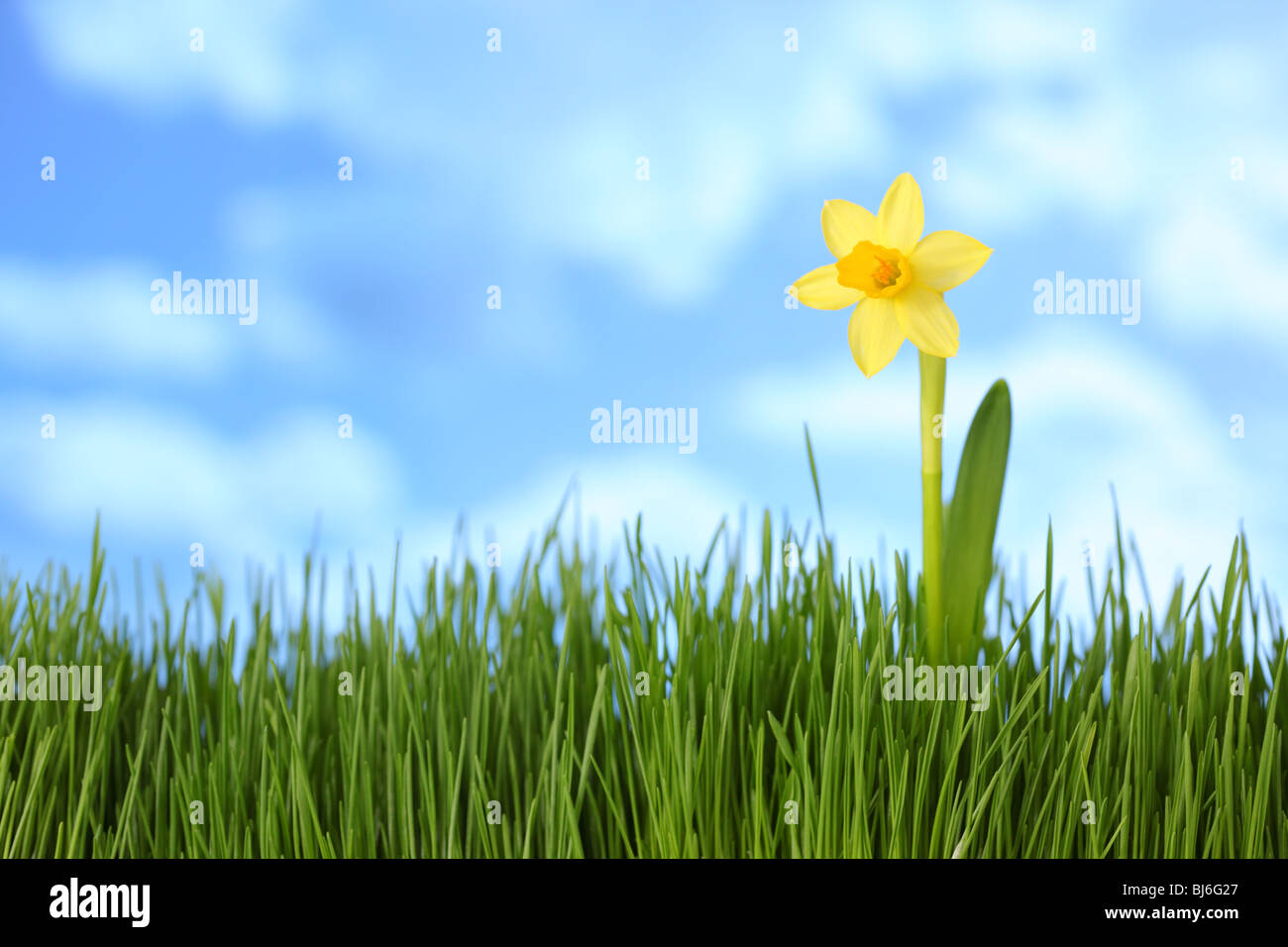 Daffodil in grass with blue sky Stock Photo