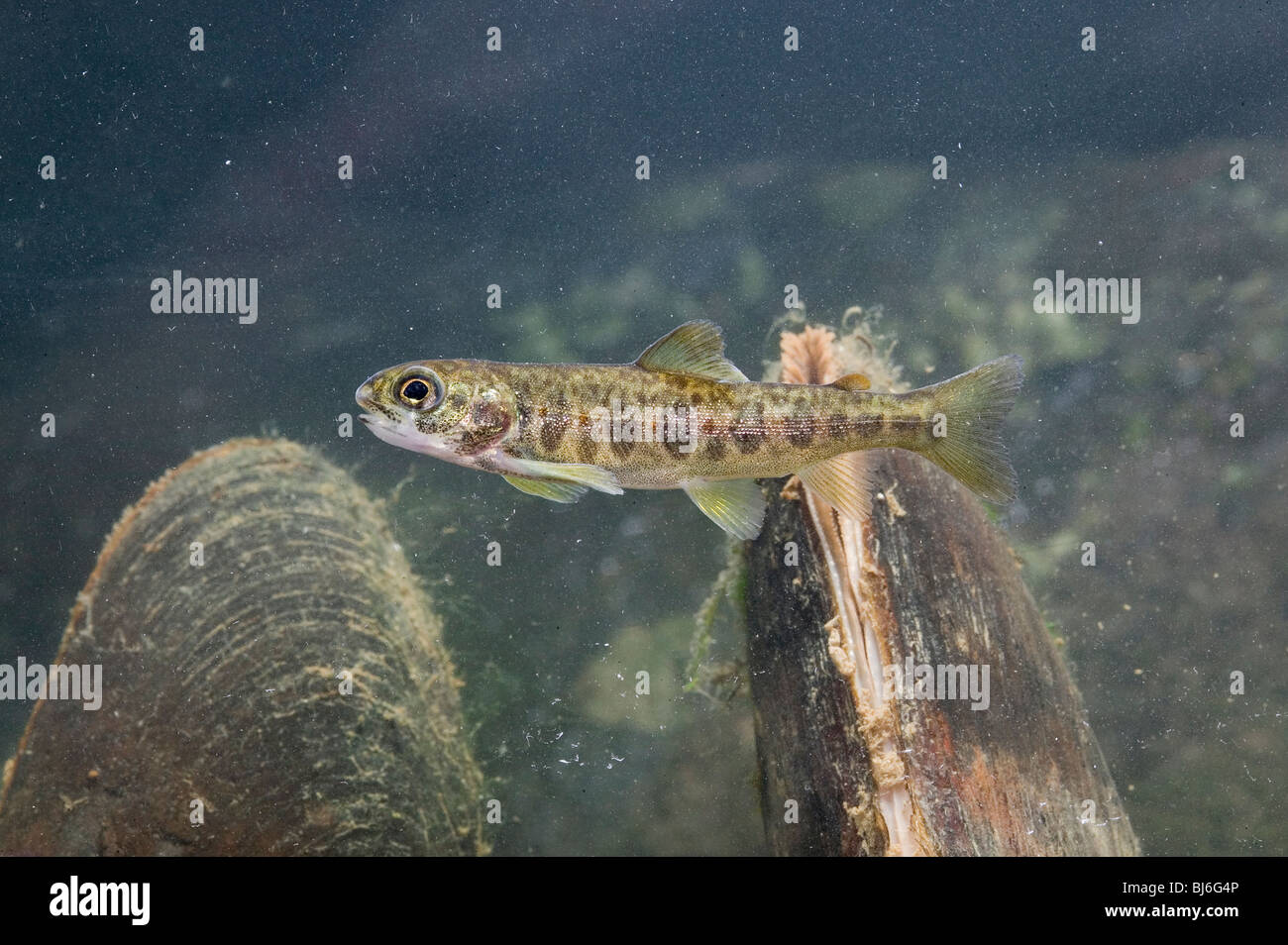 Pearl mussel scotland hires stock photography and images Alamy