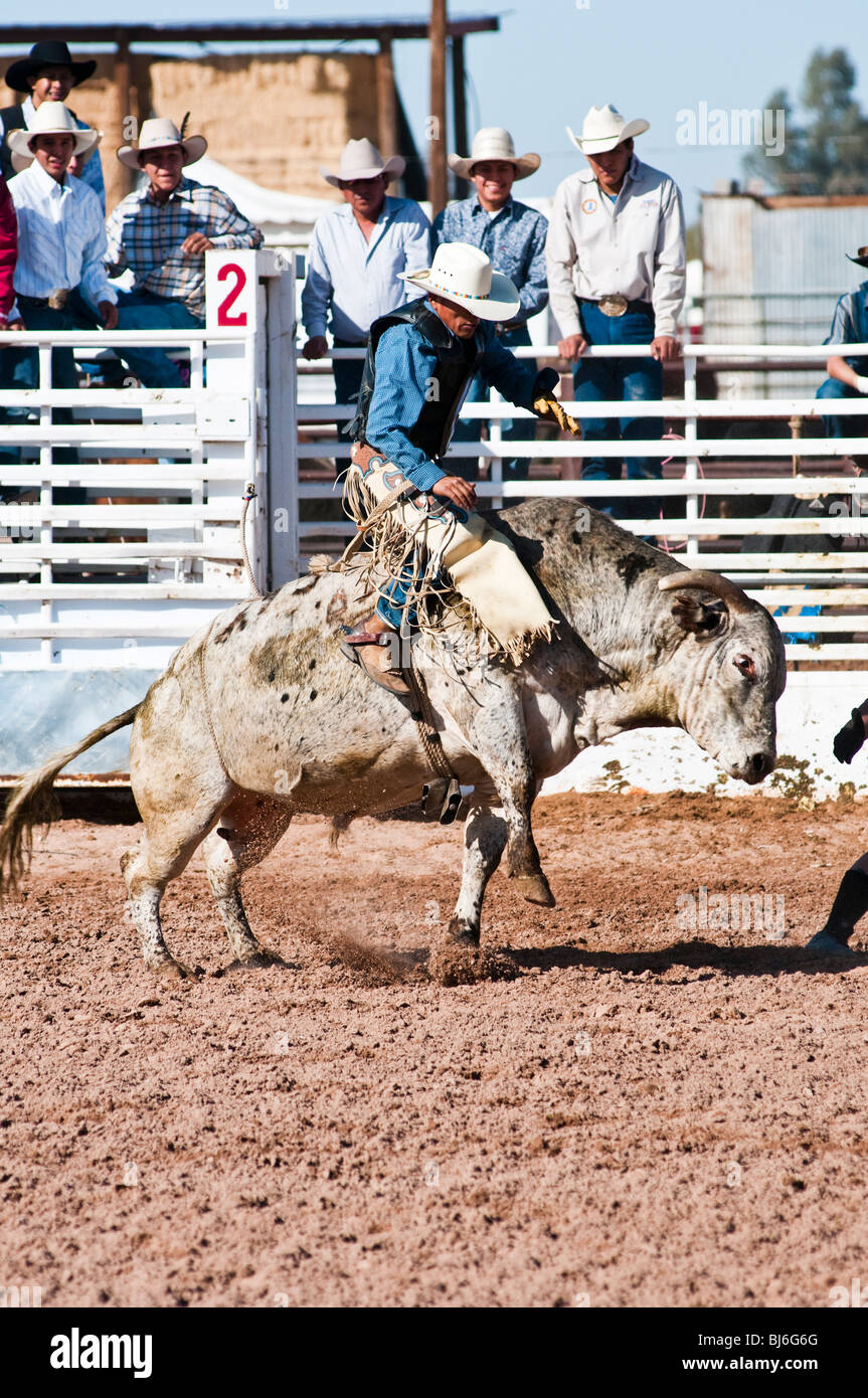 a cowboy competes in the bull riding event during the O'Odham Tash all ...