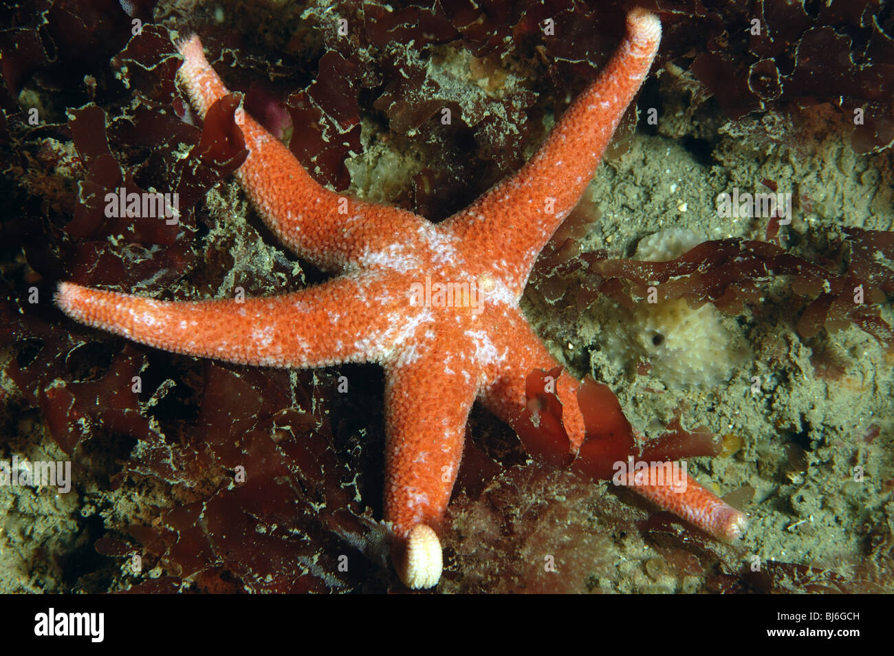 Bloody henry starfish,Henricia aculata,rocky reef,Kimmeridge bay,dorset.june 2007. Stock Photo