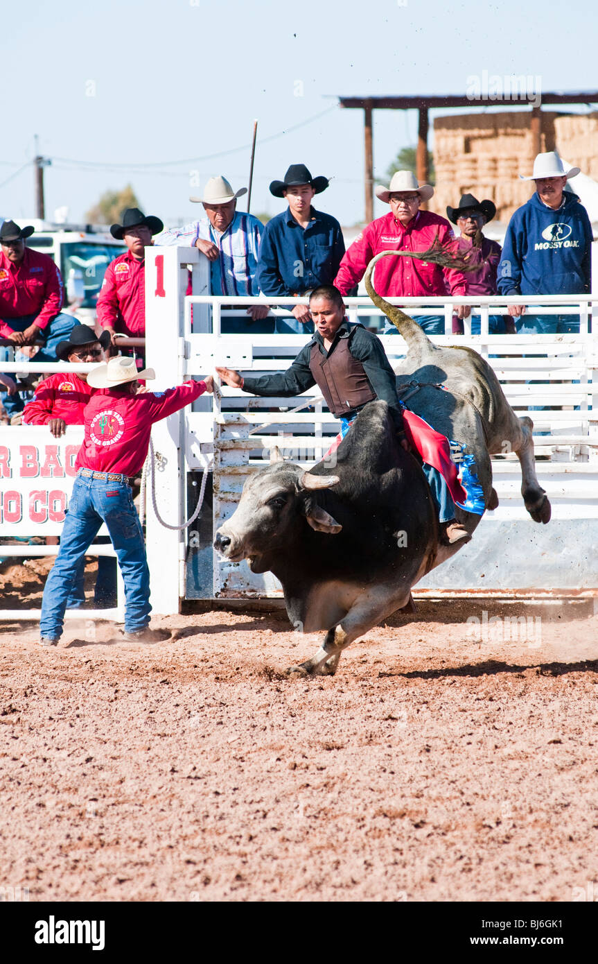 Brahma bull riding hi-res stock photography and images - Alamy