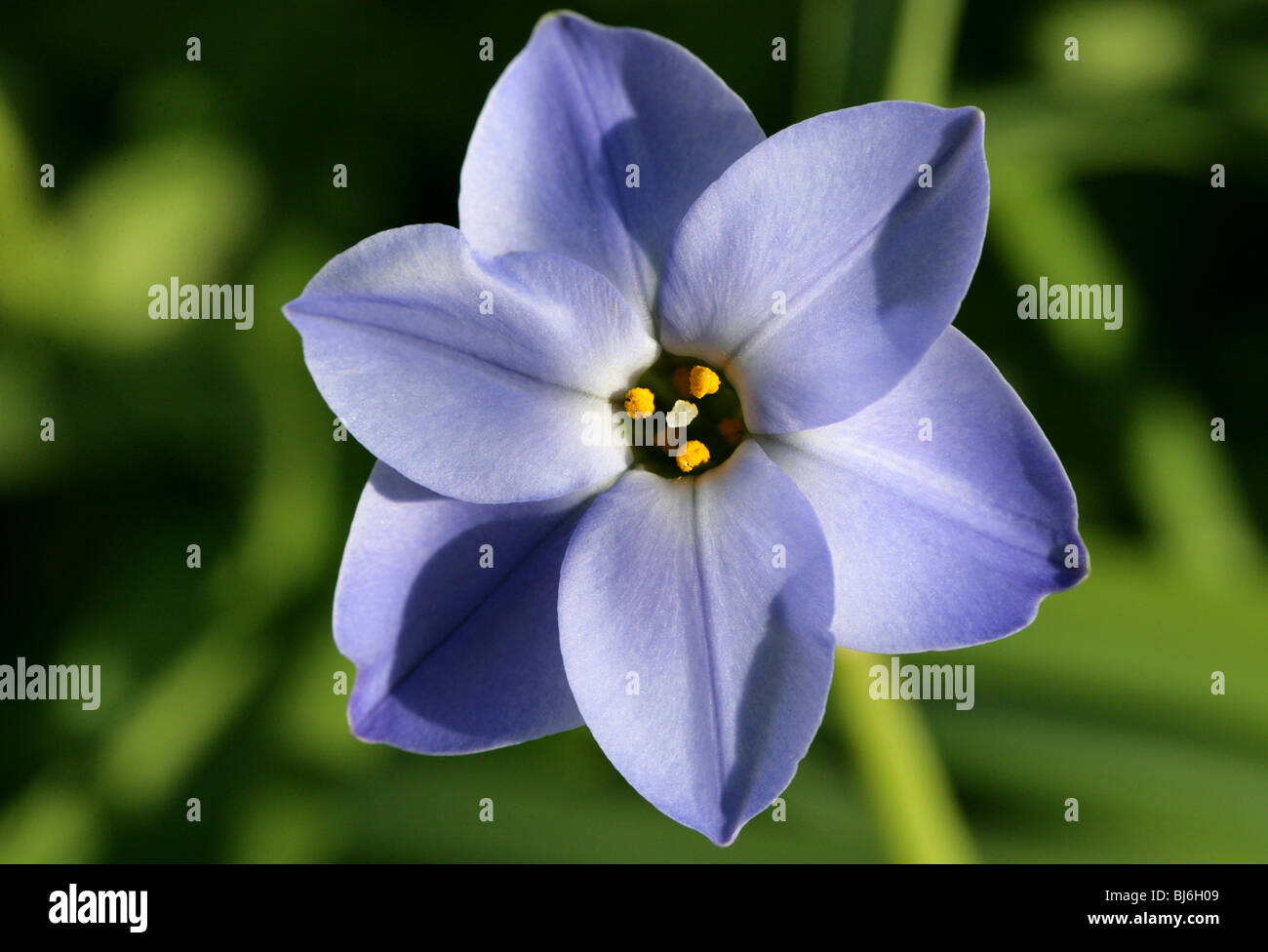 Spring Starflower, Ipheion uniflorum, Alliaceae Stock Photo