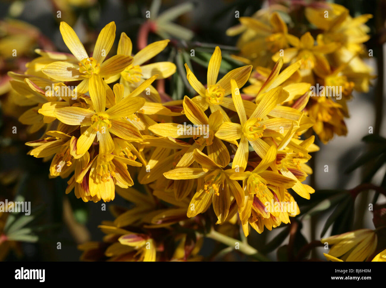Gymnospermium albertii (Leontice albertii), Berberidaceae, Russian Central Asia Stock Photo
