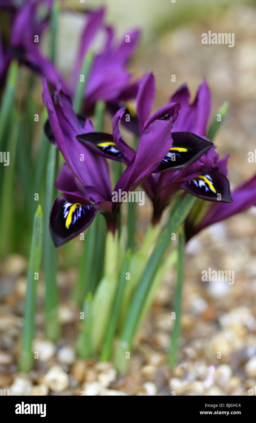 Iris histrioides 'George', Iridaceae Stock Photo