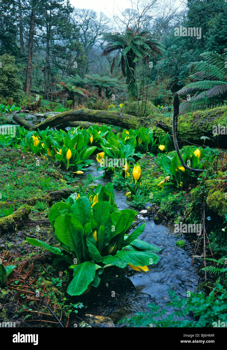 A view in the 'The Jungle' at the Lost gardens of Heligan with Skunk Cabbage growing in the bog area Stock Photo