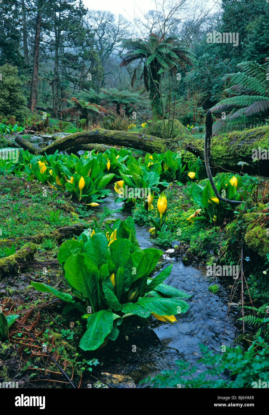 A view in the "The Jungle' at the Lost gardens of Heligan with Skunk Cabbage growing in the bog area Stock Photo