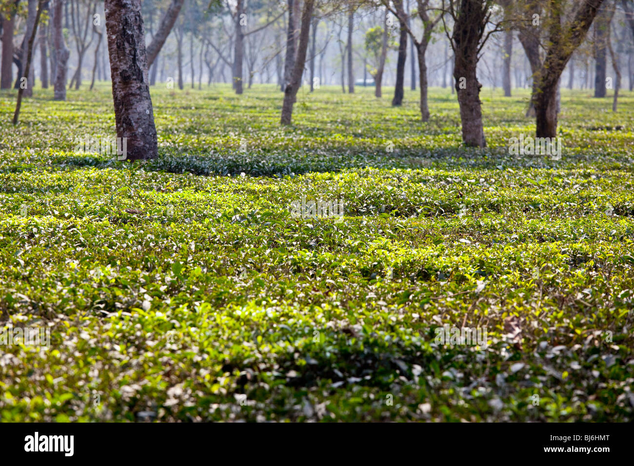 Tea fields in Darjeeling India Stock Photo