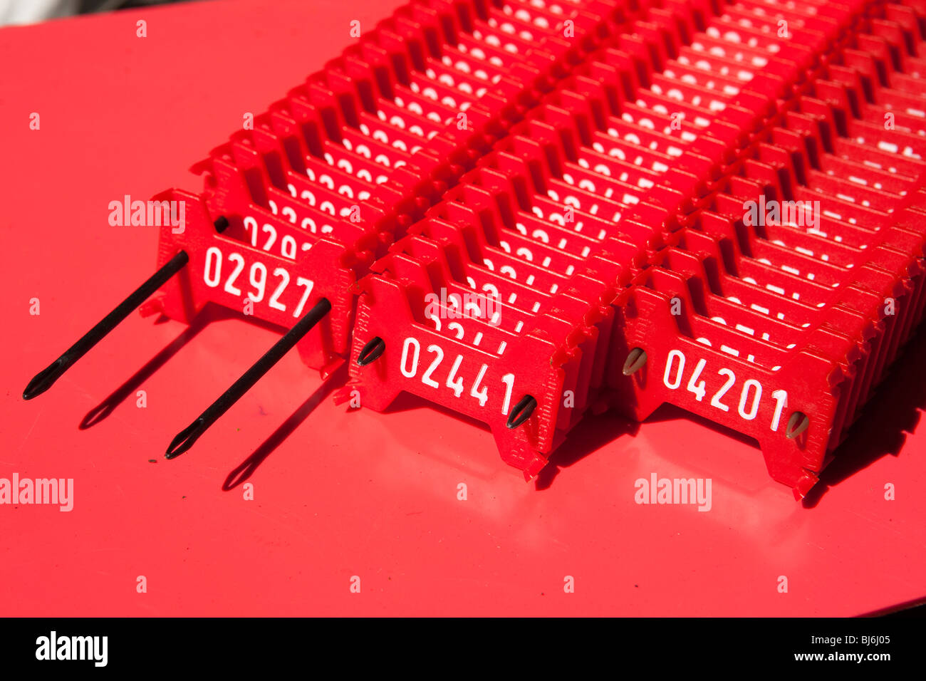 Indonesia, Sulawesi, Operation Wallacea, red tree number tags used in