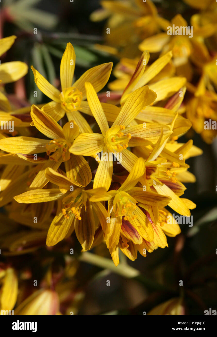 Gymnospermium albertii (Leontice albertii), Berberidaceae, Russian Central Asia Stock Photo