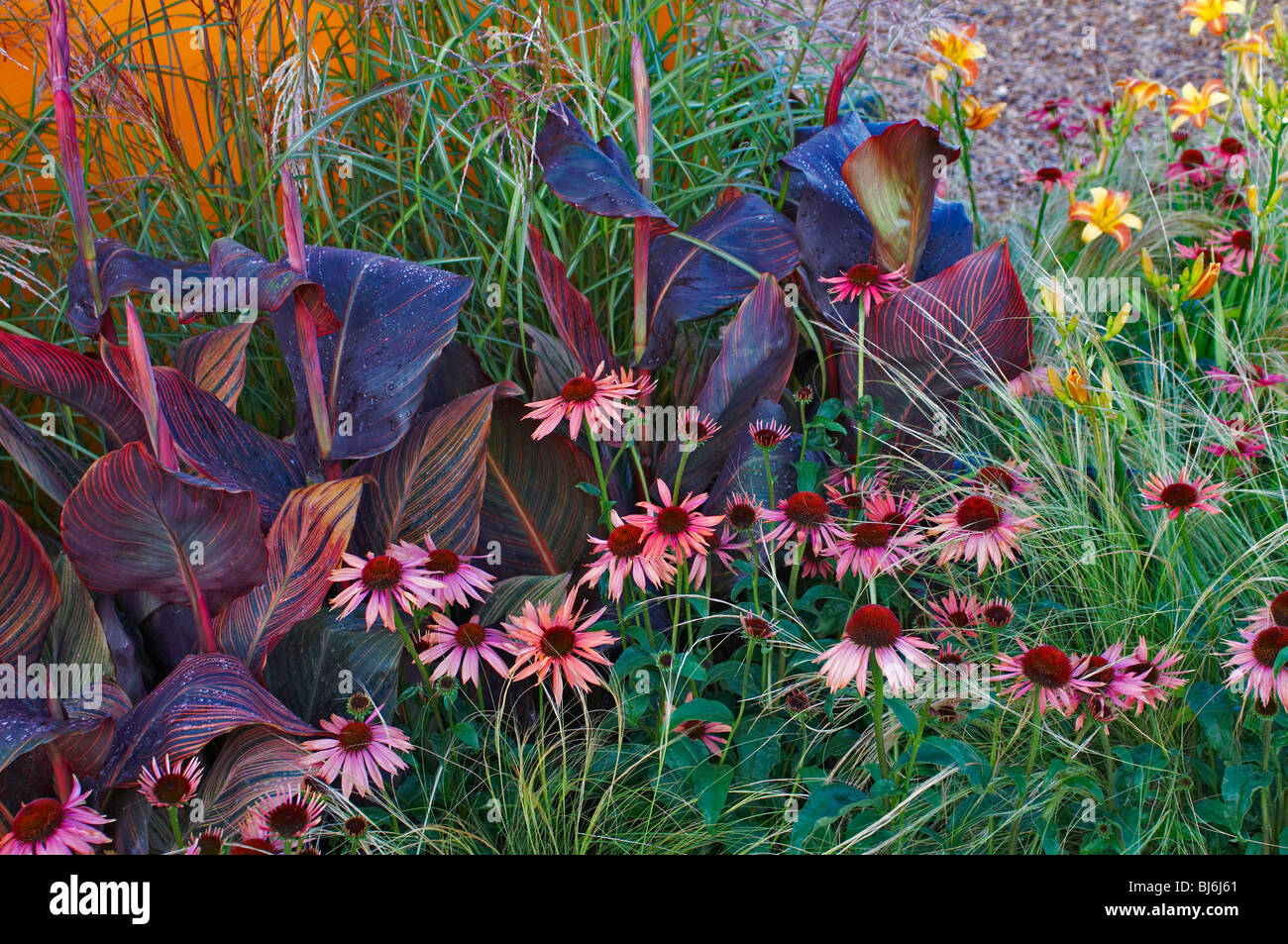 Flower border with Echinacea purpurea and canna Stock Photo