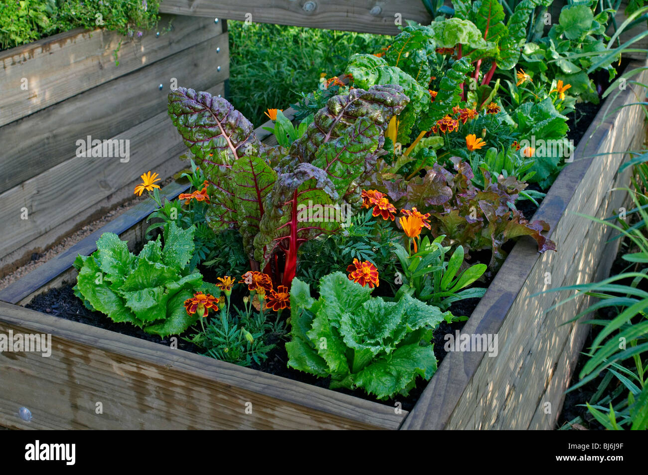 A raised bed opf vegetables and flowers in a urban garden Stock Photo