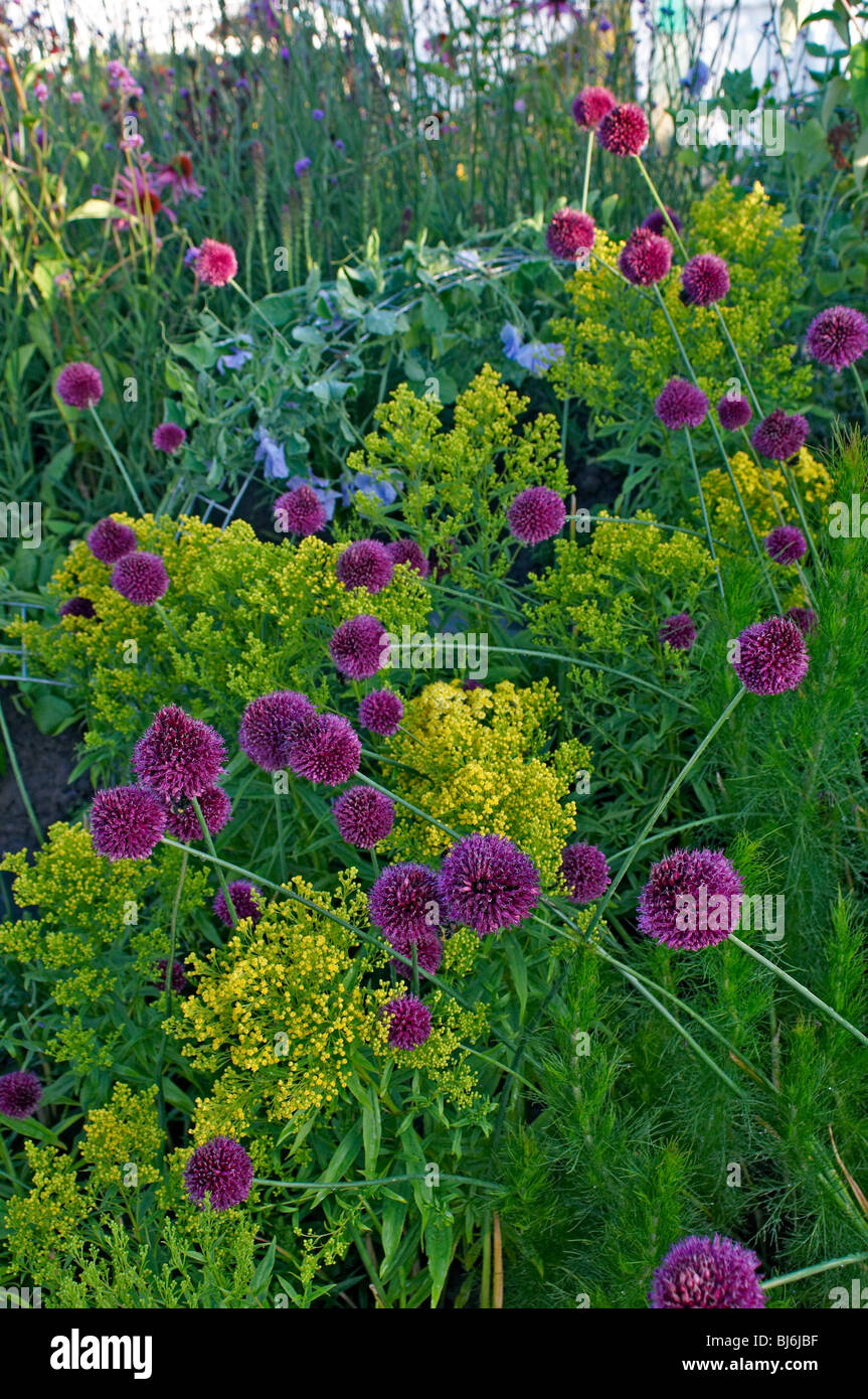 Close up detail of a flower border with Allium sphaerocephalon Stock Photo