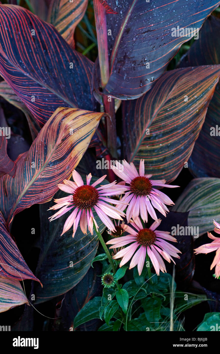 Flower border with Echinacea purpurea and canna Stock Photo