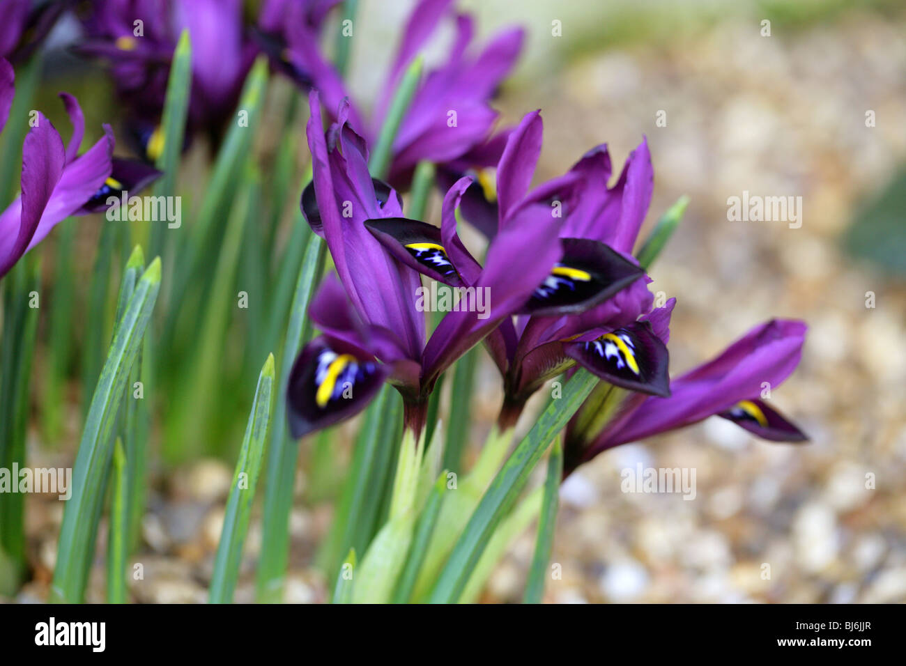 Iris histrioides 'George', Iridaceae Stock Photo