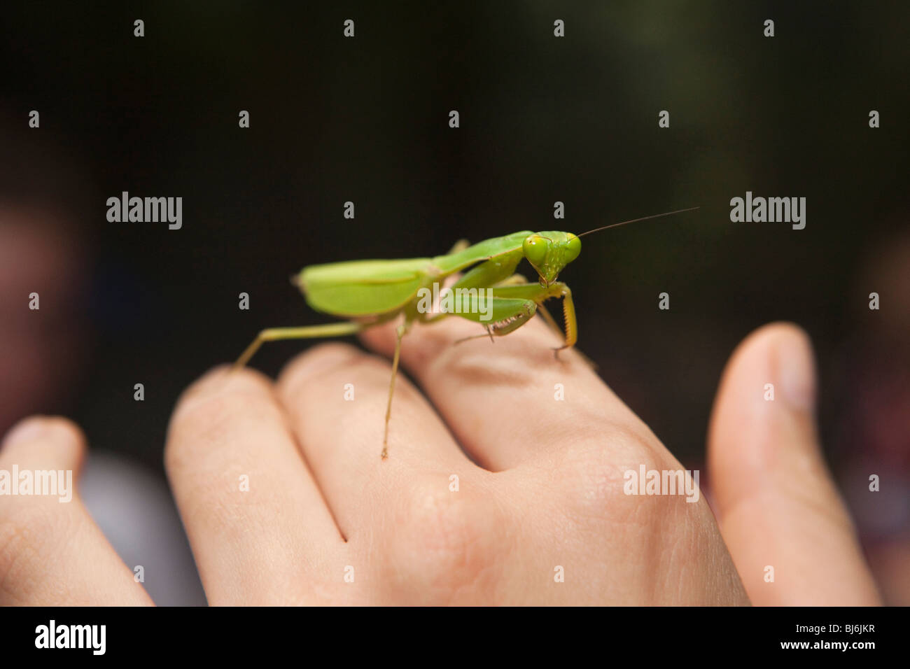 Indonesia, Sulawesi, Operation Wallacea, Lambusango forest reserve praying mantis on students hand Stock Photo