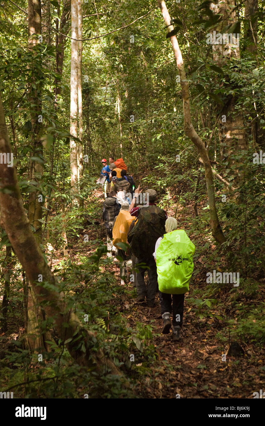 Indonesia, Sulawesi, Operation Wallacea, sixth form students during forest walk Stock Photo