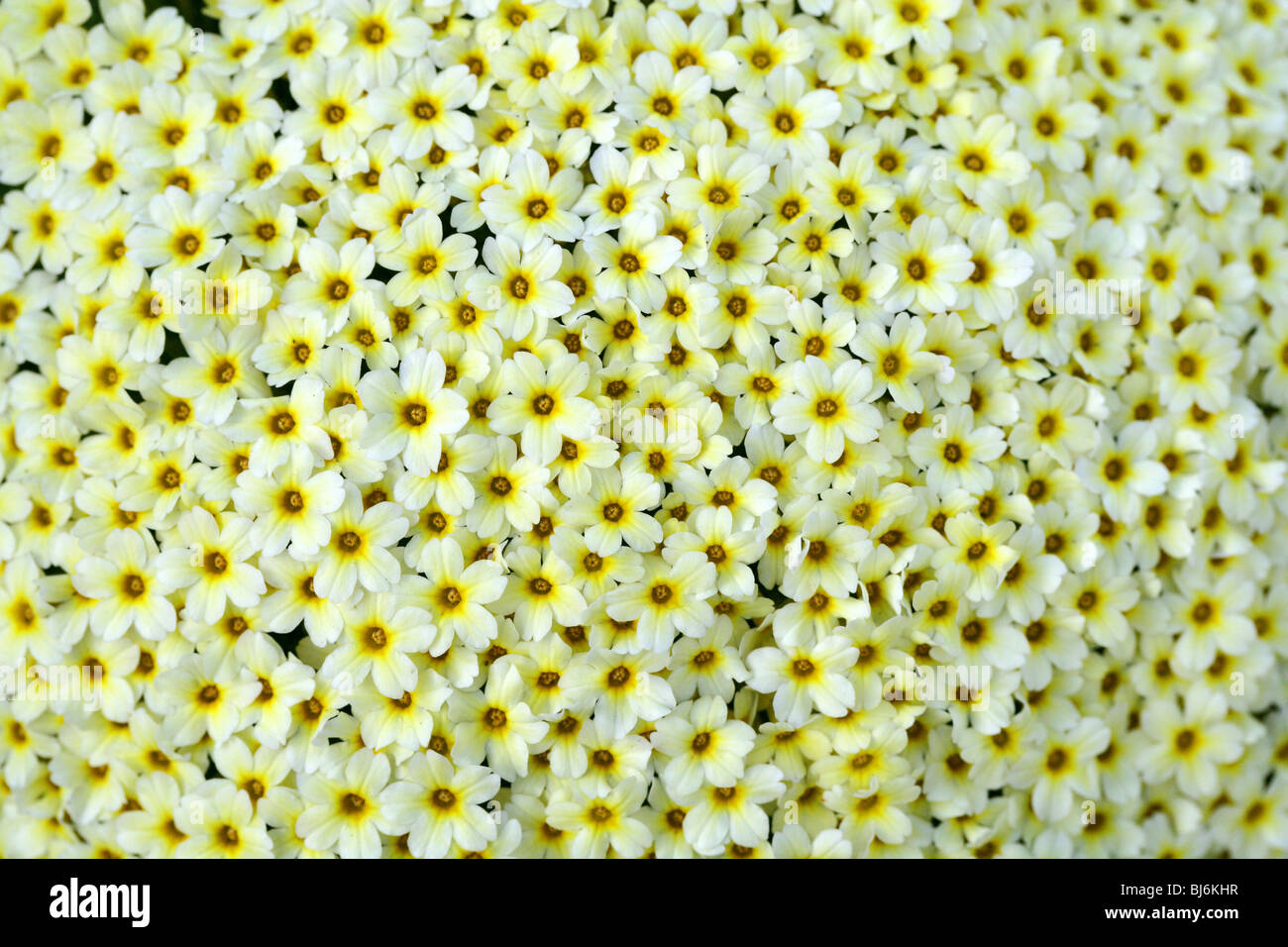 Dionysia curviflora, Primulaceae, Caucasus, Iran Stock Photo