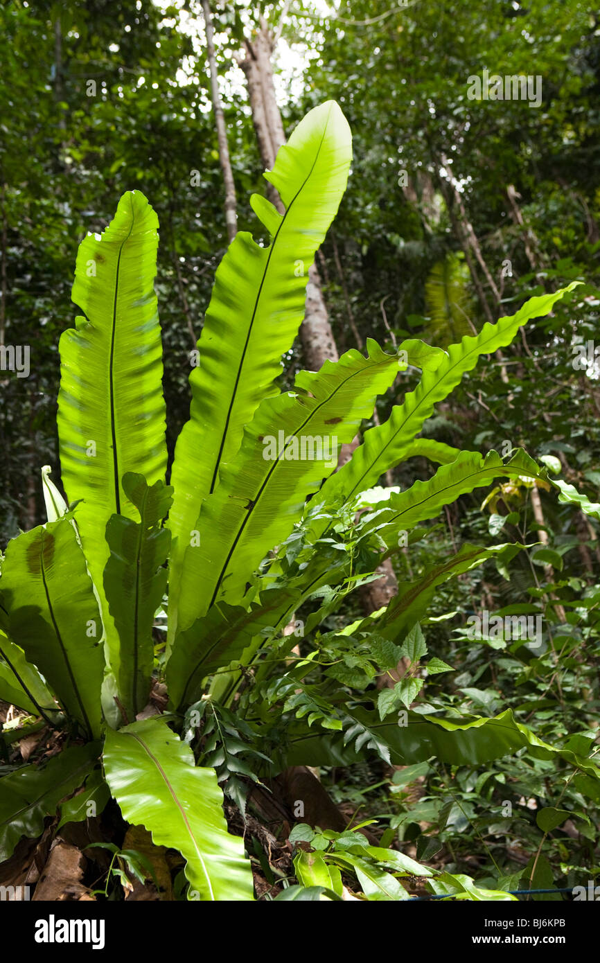 Indonesia, Sulawesi, Buton Island, Labundo Bundo forest large birds nest fern epiphyte Asplenum nidus Stock Photo