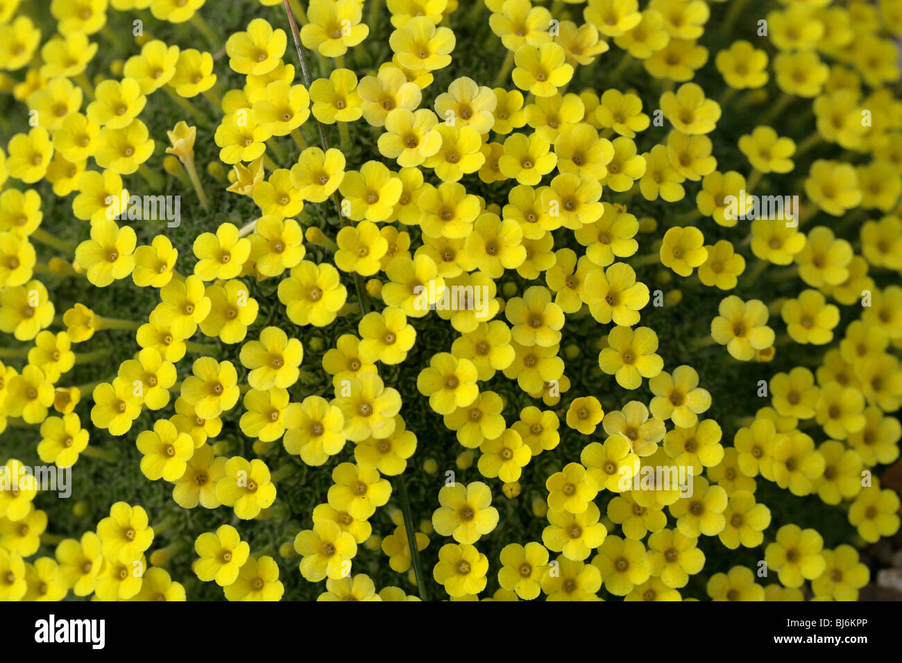 Dionysia michauxii, Primulaceae, Iran Stock Photo