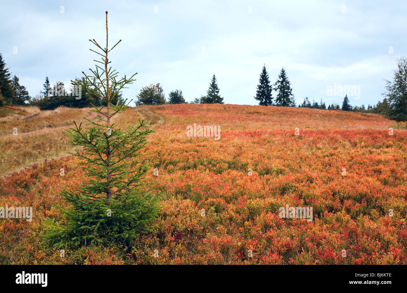 Carpathian Mountains (Ukraine) autumn landscape with whortleberry bushes Stock Photo