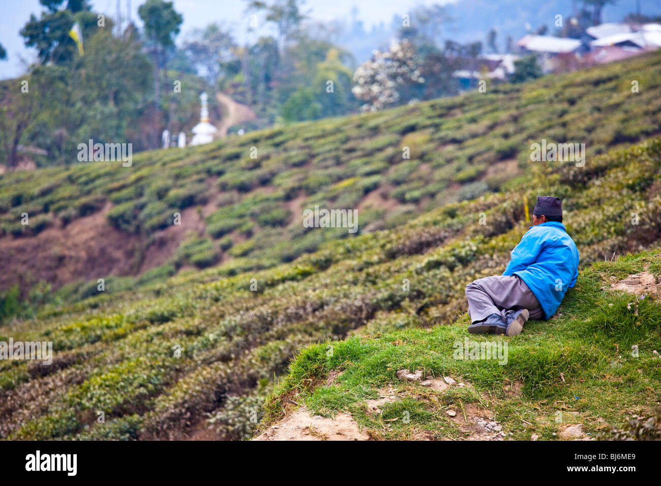 Tea plantation in Darjeeling, India Stock Photo