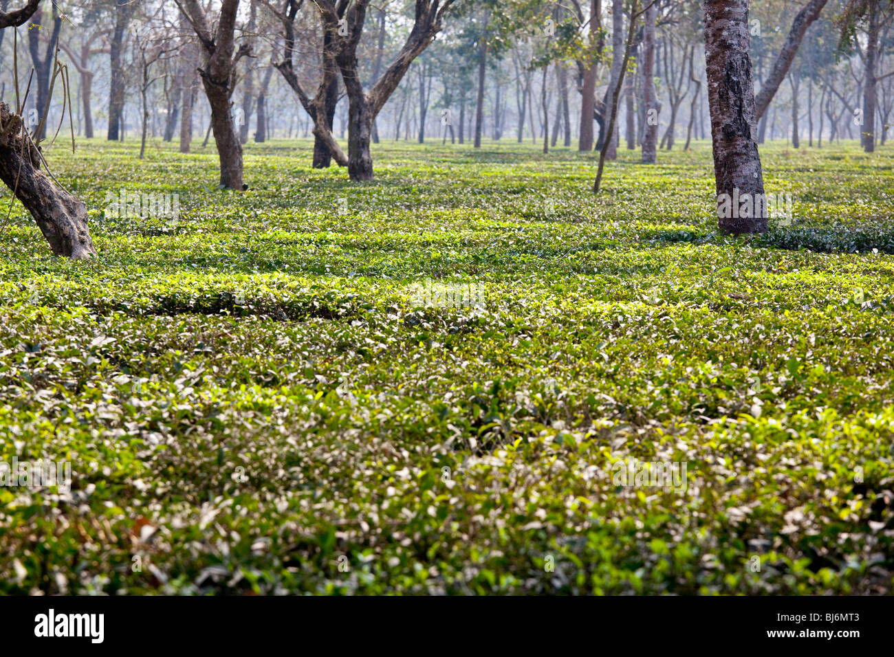 Tea fields in Darjeeling India Stock Photo