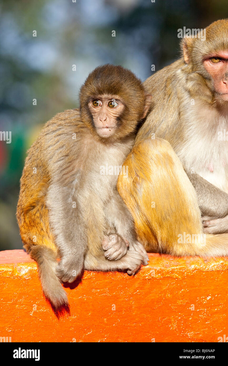 Macaques monkeys in Darjeeling, India Stock Photo