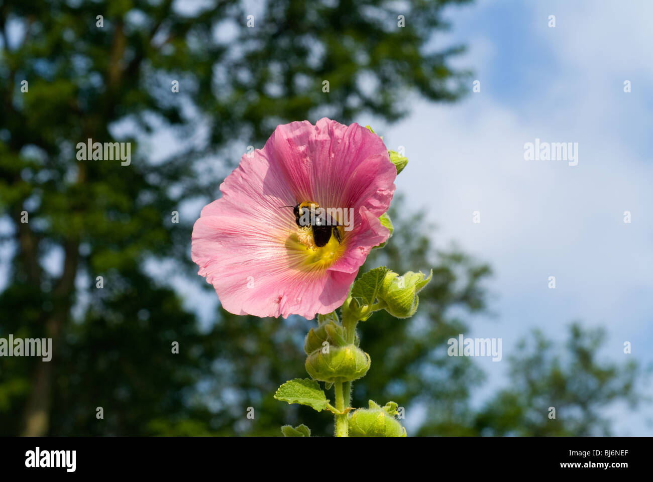Hollyhock with bee Stock Photo