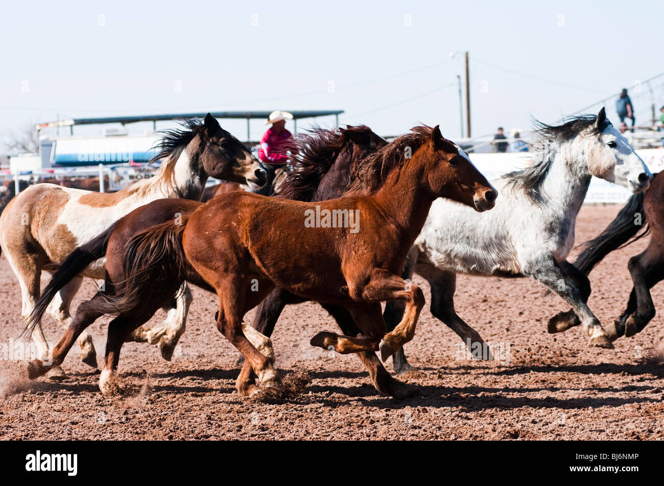 rodeo stock horses run in the arena before the start of the O'Odham Tash all-indian rodeo Stock Photo