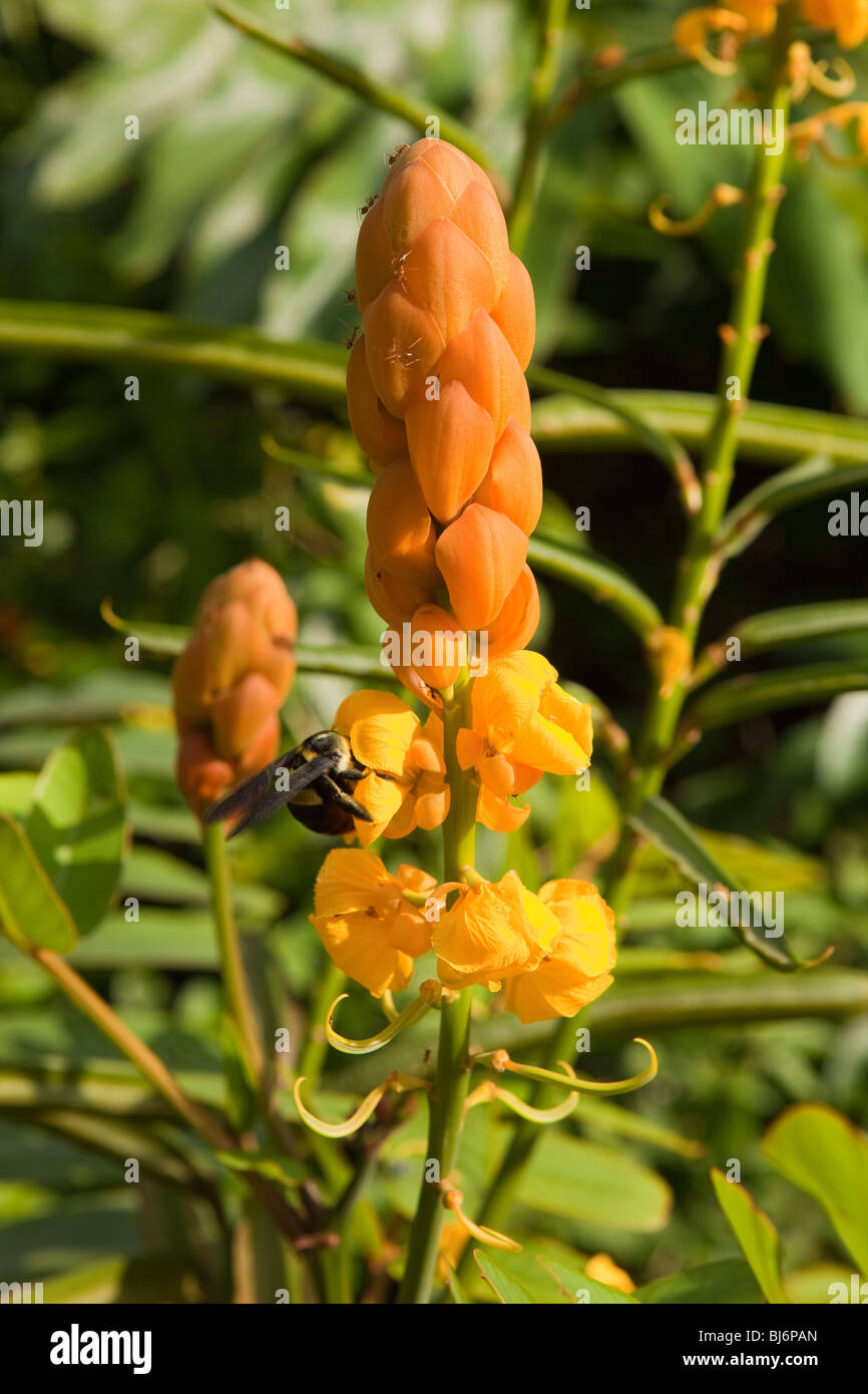 Indonesia, Sulawesi, Buton, Labundo Bundo, bee and insects feeding on tropical Senna alata flower with large orange bloom Stock Photo