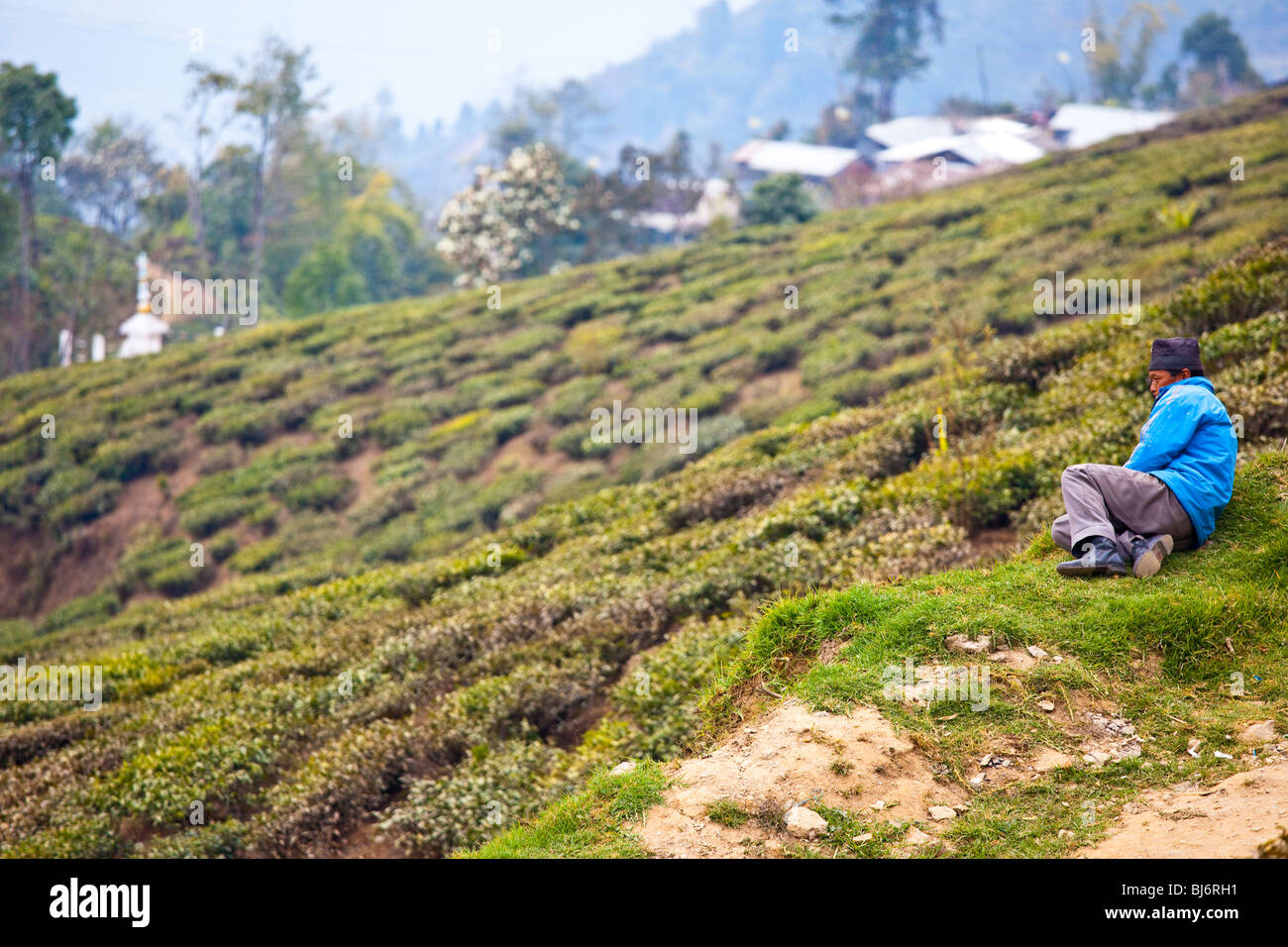 Tea plantation in Darjeeling, India Stock Photo