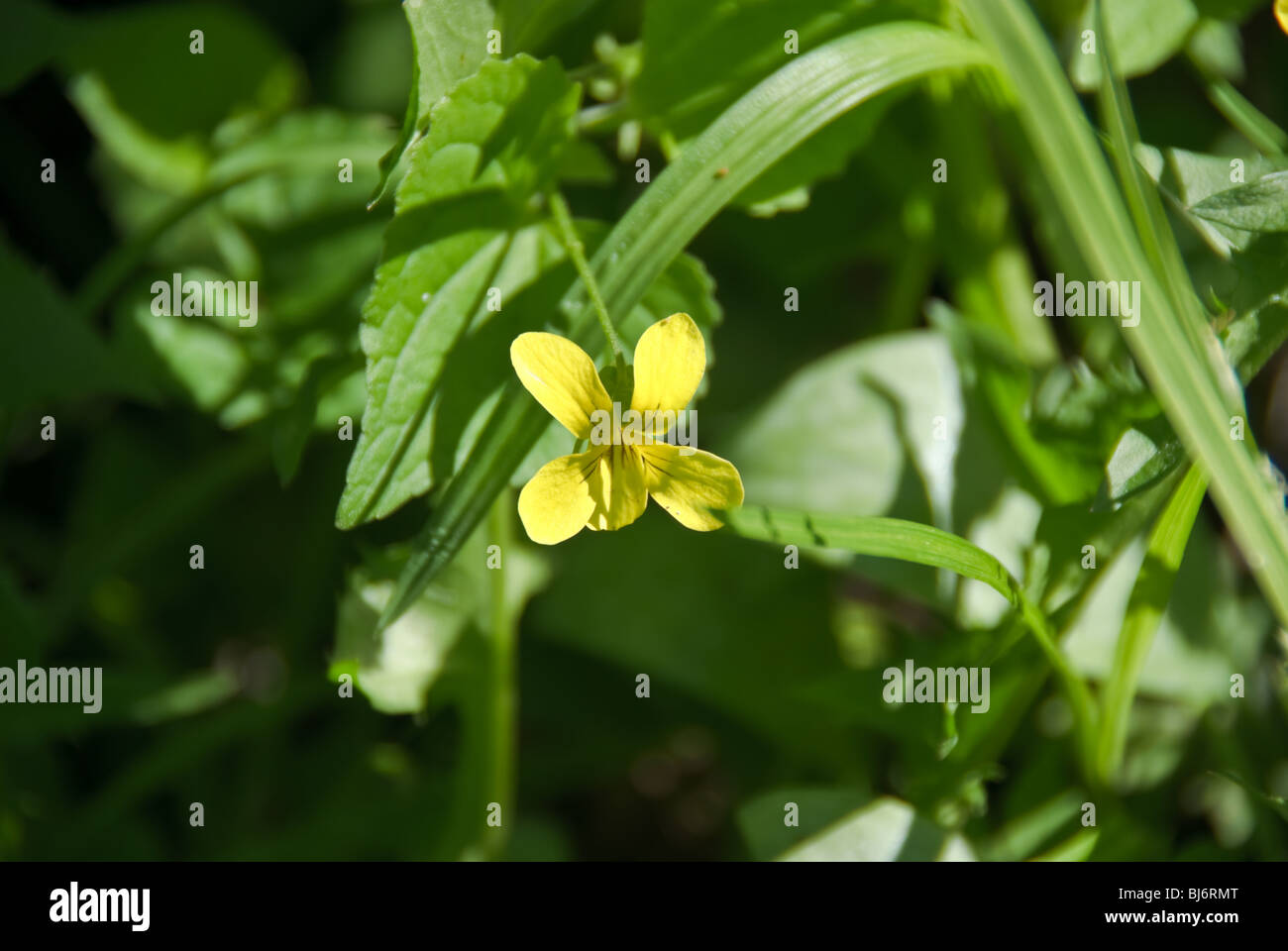 Close-up of a yellow violet (Viola pubescens eriocarpa) in bloom Stock Photo